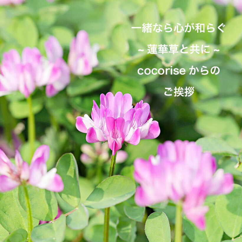 一緒なら心が和らぐ ~蓮華草と共に~ cocoriseからの ご挨拶